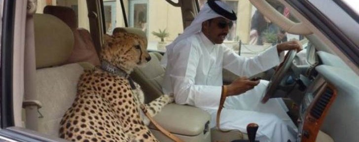 مجلة بريطانية تنشر خبر "هياط الخليجيين" في قيادة السيارة مع حيواناتهم من فئة الفهود بالصور ! 1