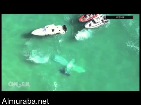“فيديو” سقوط طائرة في البحر بميامي الأمريكية