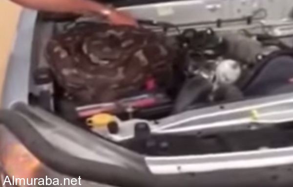 “فيديو” رجل يعثر على ثعبان رهيب داخل محرك سيارته