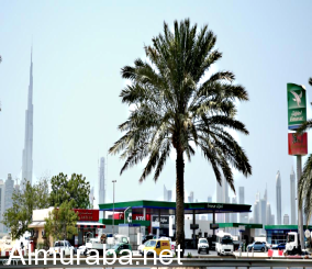 “الإمارات“ التحذير من آفة تسوّل "المسافر" بمركبات فارهة تحمل لوحات "غير محلية" 1
