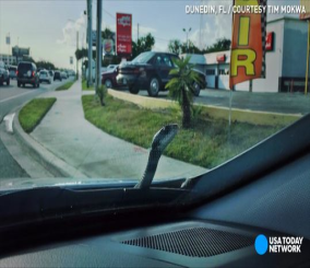 ”فيديو” شاهد سائق يوثق لحظة خروج أفعى كبيرة من غطاء محرك سيارته