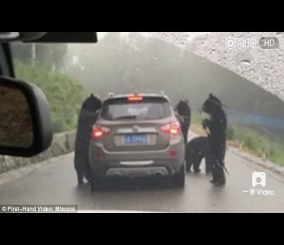 “فيديو” شاهد قطيع من الدببة يهاجم سيارة سياح فى حديقة حيوان
