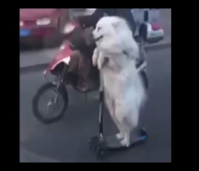 “فيديو” شاهد كيف يمكن لكلب ركوب دراجة في الصين