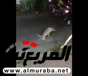 “فيديو” شاهد كلب يعطل حركة المرور بطريقة غريبة