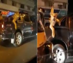 "فيديو" شاهد أسد يتجول في شوارع باكستان على متن شاحنة.....والشرطة توقفه 1