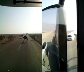 “فيديو” شاهد قطيع إبل يتسبب في اصطدام سيارة بأخرى