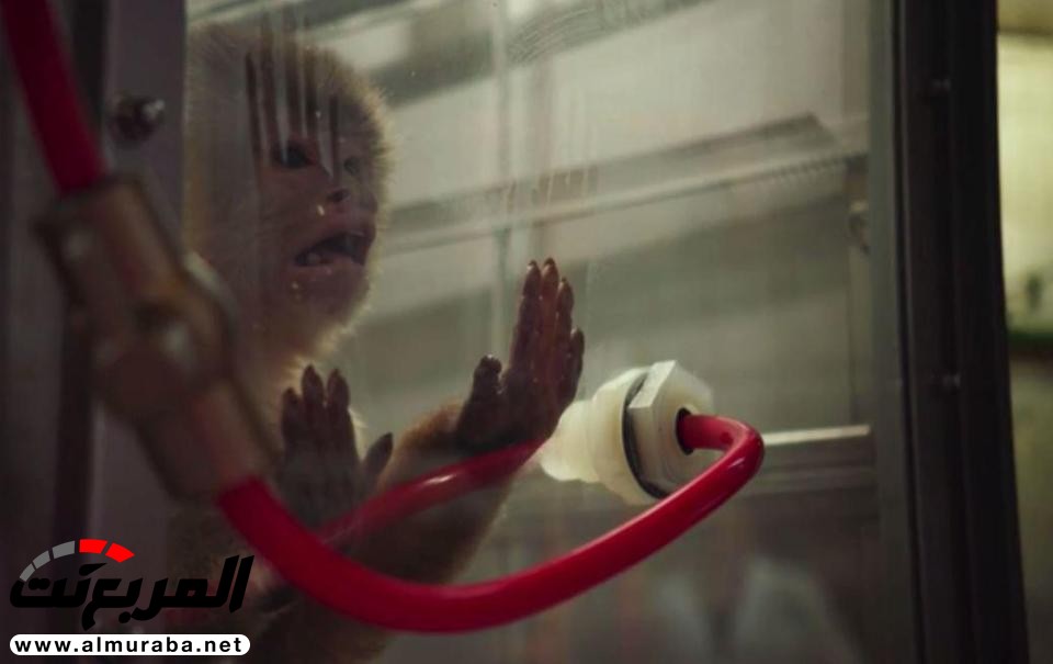 شركات السيارات الألمانية أجبرت القرود على استنشاق عوادم الديزل في تجارب معملية 6