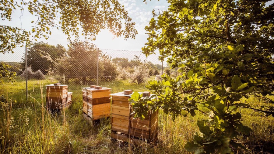 بورش تطلب توظيف 1.5 مليون نحلة لصناعة العسل! 18