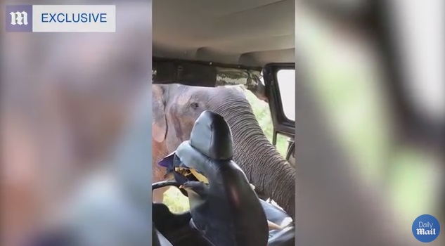 "بالفيديو" شاهد سيارة سياح تتعرض لهجوم من فيل في حديقة وطنية في سريلانكا 2