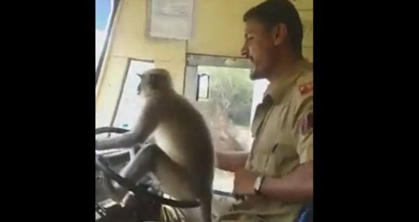“بالفيديو” قرد يقود حافلة في الهند