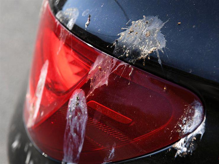 أضرار عدم تنظيف وإزالة فضلات الطيور على طلاء السيارة 7