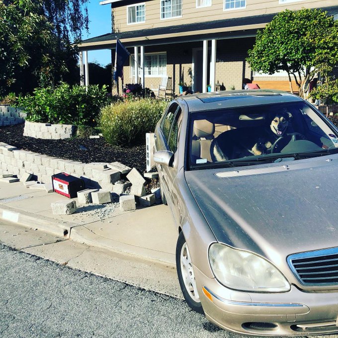 كلب يقود سيارة مرسيدس ويتسبب في حادث! 7
