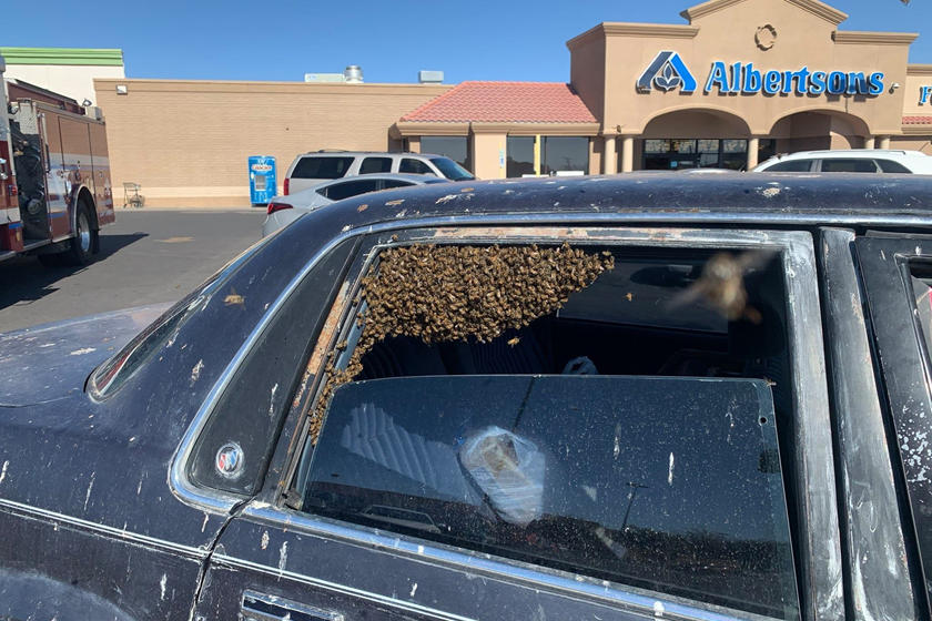 رجل يفاجأ بـ 15,000 نحلة داخل سيارته! 12
