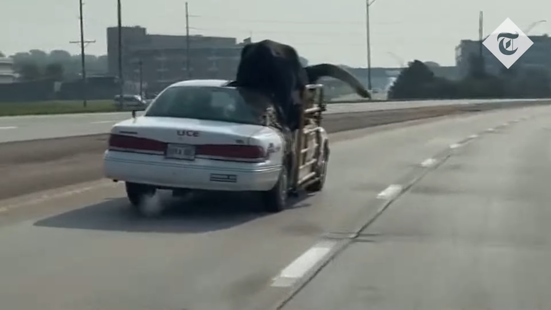 الشرطة الأمريكية تتلقي بلاغ عن سيارة فورد كراون فيكتوريا تحمل ثور ضخم على الطريق السريع 3