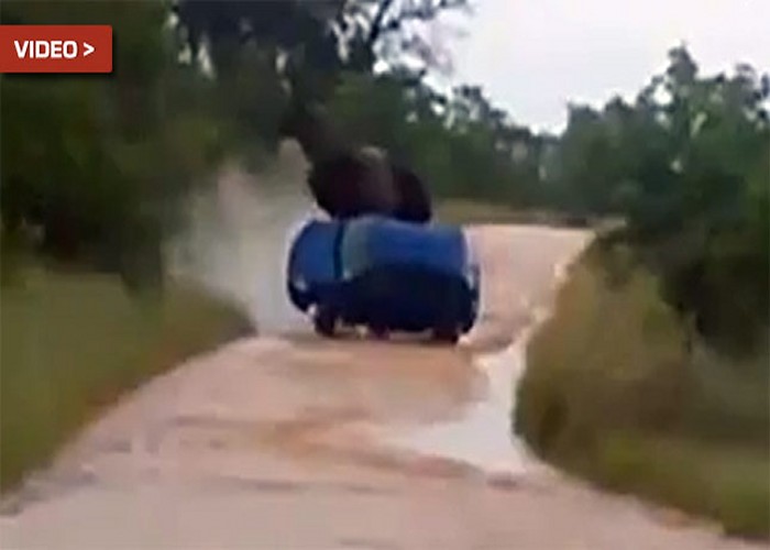 “بالفيديو” فيل يهاجم بعنف سيارة فولكس فاجن بولو في سفاري بارك